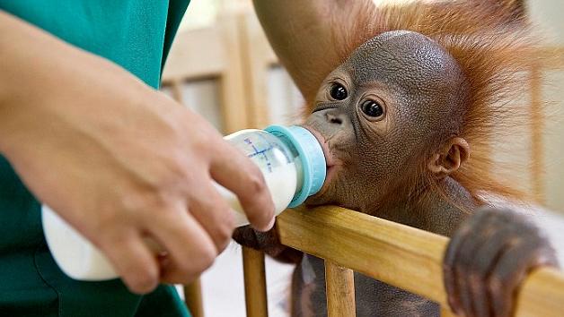Orphaned baby Orangutan being nursed. 